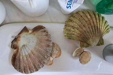 Kako očistiti školjke, ki ste jih prinesli z morja? Pomagata krtačka in bikarbona