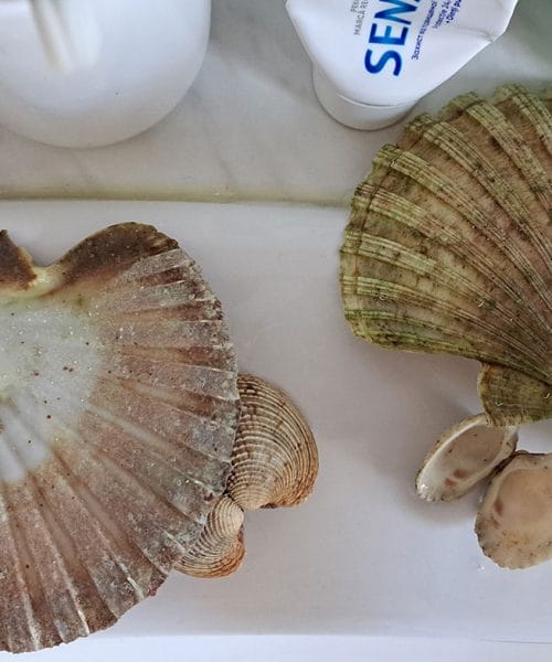 Kako očistiti školjke, ki ste jih prinesli z morja? Pomagata krtačka in bikarbona
