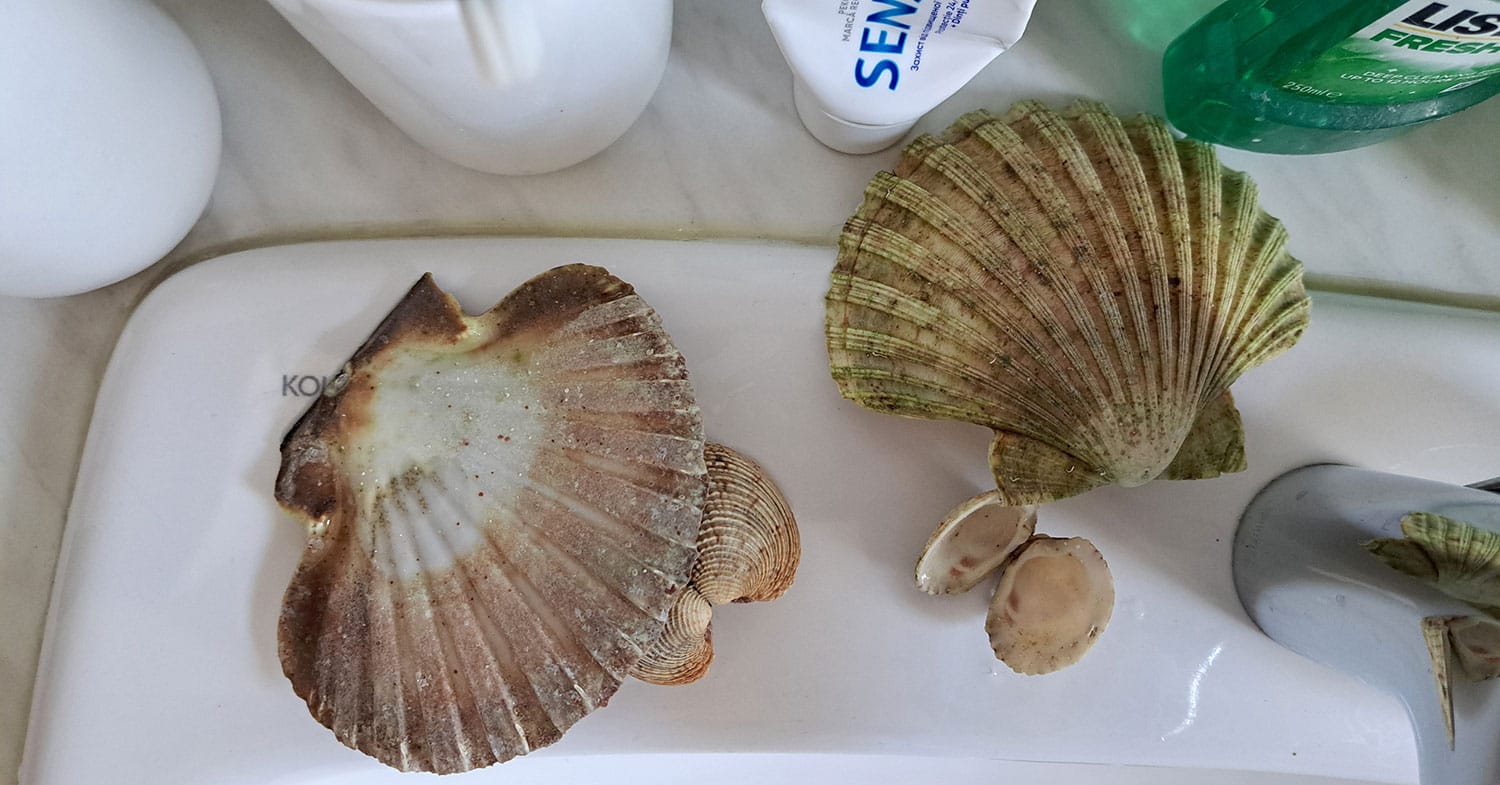Kako očistiti školjke, ki ste jih prinesli z morja? Pomagata krtačka in bikarbona