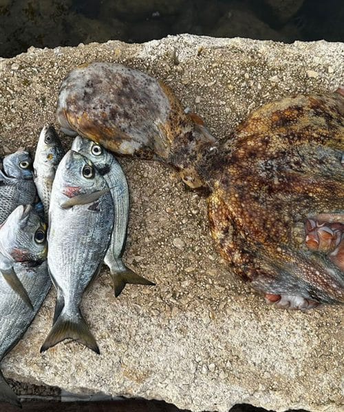 Kako pravilno shraniti ribe in mehkužce? Največ naredite že pred zamrzovanjem