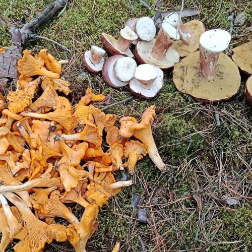 Po obilnem dežju rastejo gobe. Kdaj se splača v gozd po jurčke in lisičke?