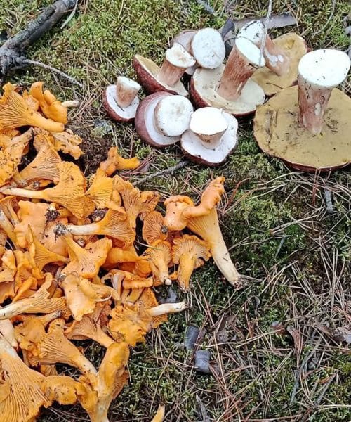 Po obilnem dežju rastejo gobe. Kdaj se splača v gozd po jurčke in lisičke?