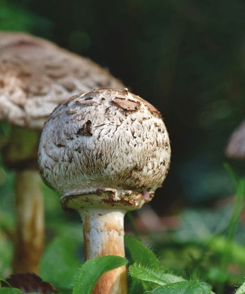 Je pohane marele bolje pogreti v pečici, ponvi ali cvrtniku?