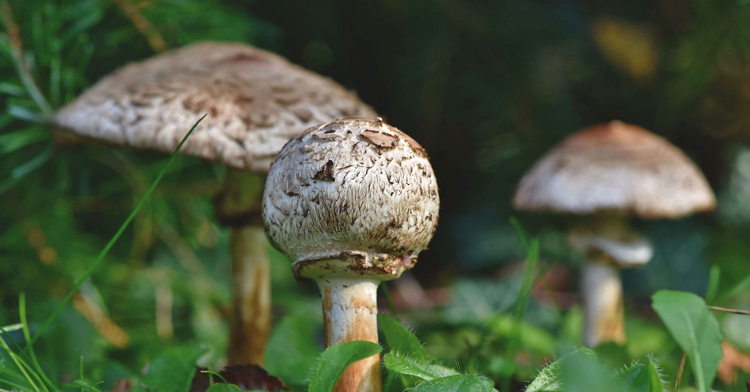 Je pohane marele bolje pogreti v pečici, ponvi ali cvrtniku?