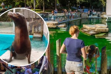 Poslovil se je morski lev Jip, ki je bil skoraj 20 let del ZOO Ljubljana