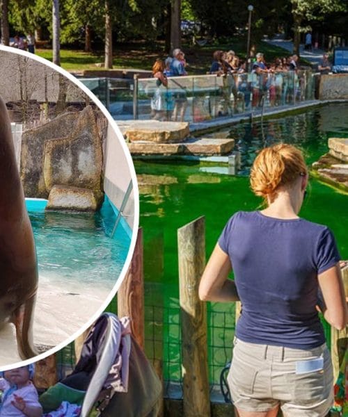 Poslovil se je morski lev Jip, ki je bil skoraj 20 let del ZOO Ljubljana
