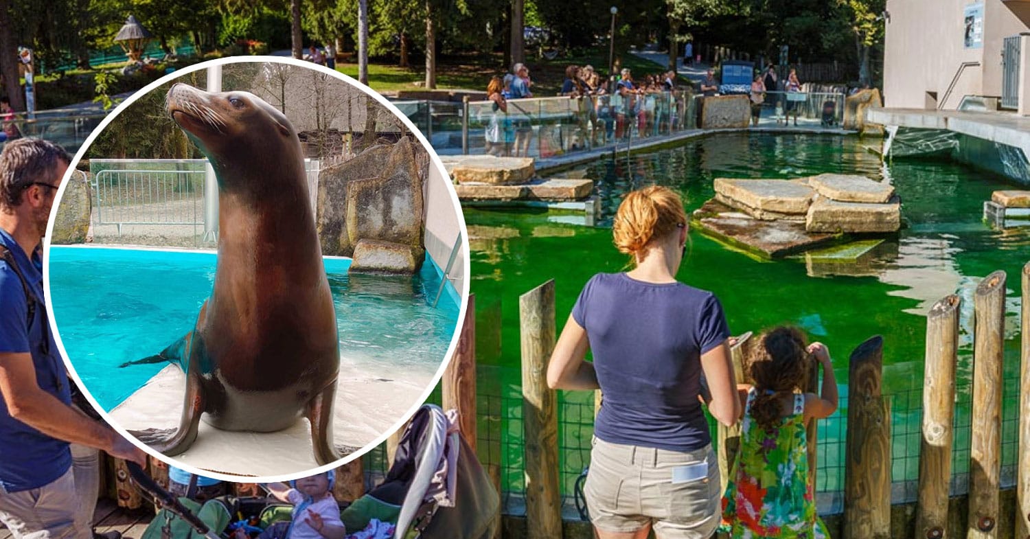Poslovil se je morski lev Jip, ki je bil skoraj 20 let del ZOO Ljubljana