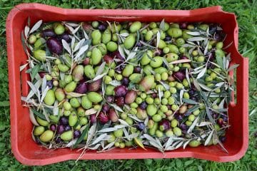V petek se začenja obiranje oljk, slovenska Istra vstopa v novo oljkarsko sezono