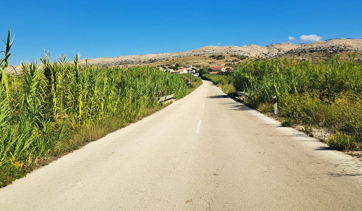 Otok Pag in bambusi, Foto: Vse za moj dan