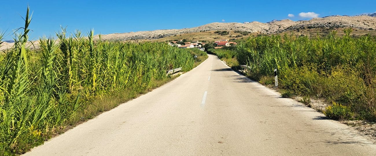 Se prvič peljete po Pagu? Lahko bi mu rekli tudi otok bambusa