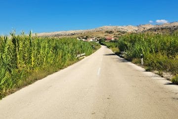 Se prvič peljete po Pagu? Lahko bi mu rekli tudi otok bambusa