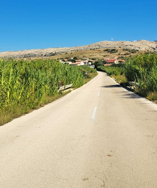 Se prvič peljete po Pagu? Lahko bi mu rekli tudi otok bambusa