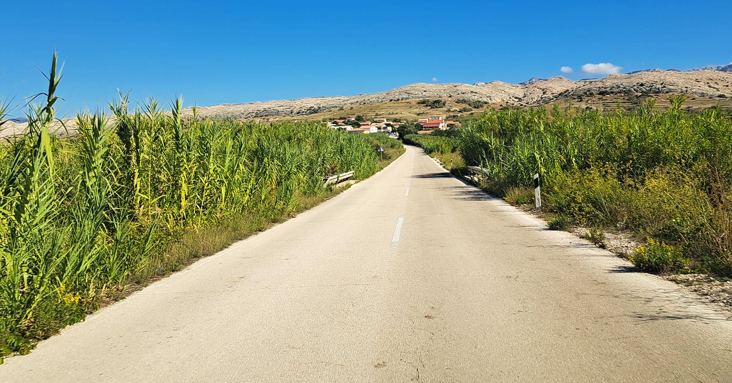 Se prvič peljete po Pagu? Lahko bi mu rekli tudi otok bambusa