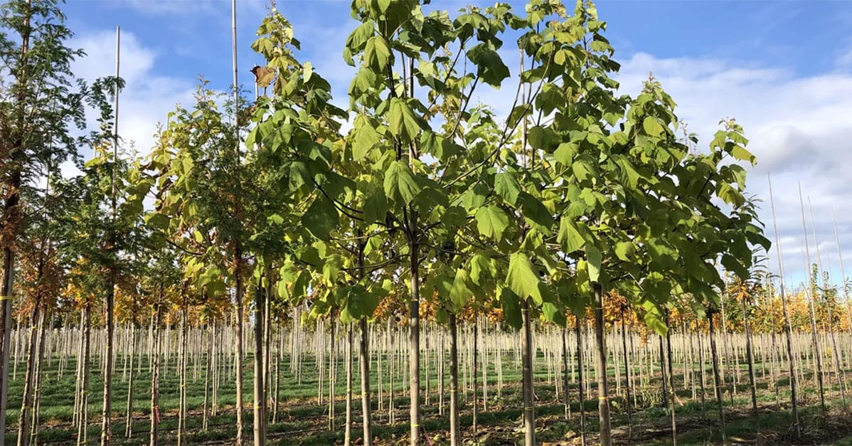 Paulownia Tomentosa