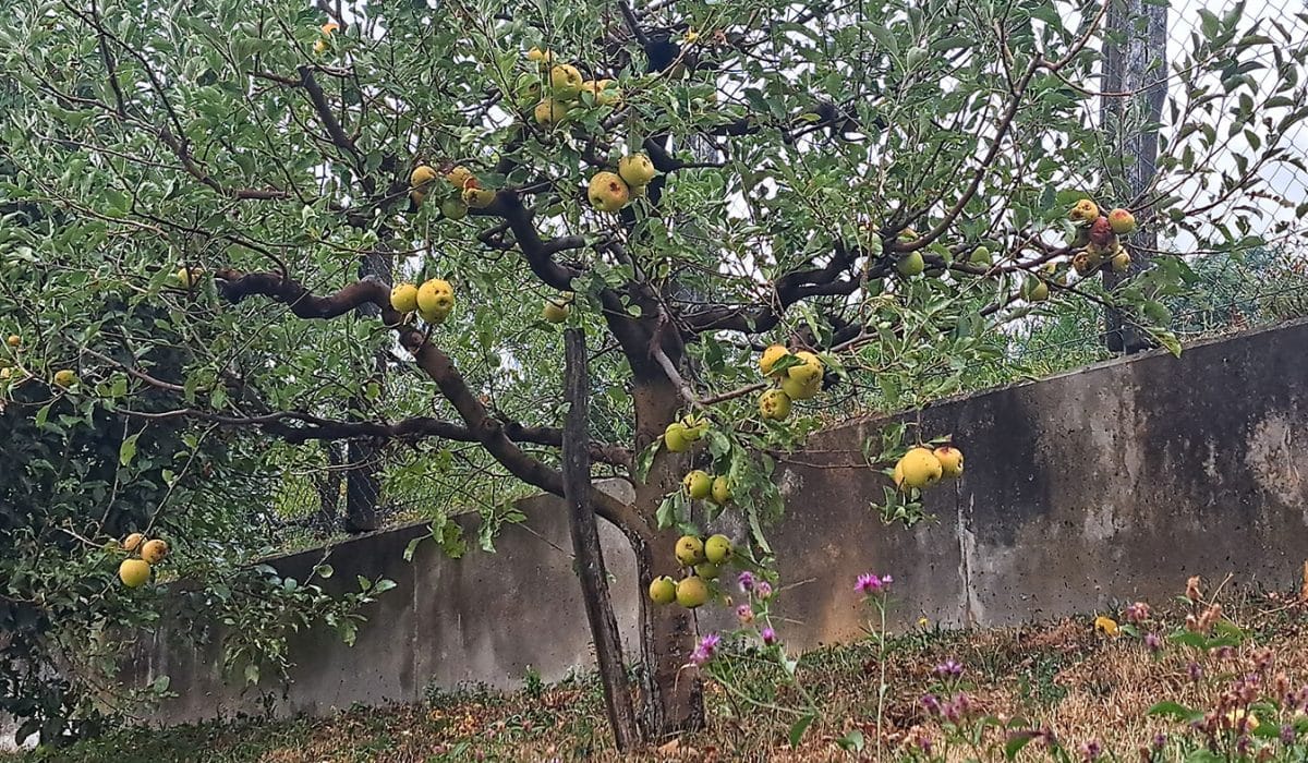 Pobiranje jabolka