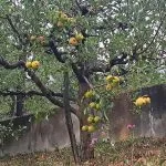 Pobiranje jabolka