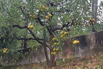 Jabolka septembra množično dozorevajo, a katera pobrati najprej?