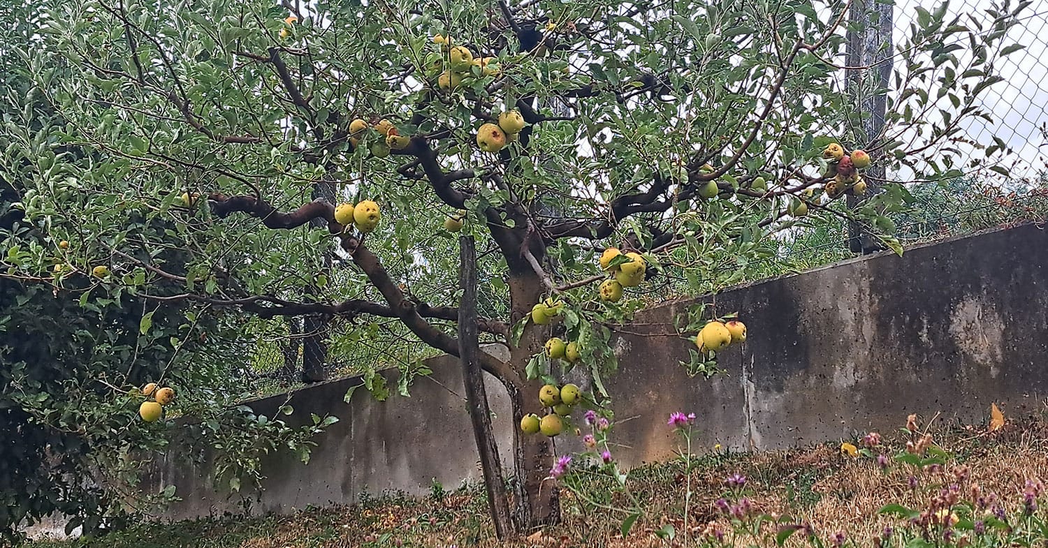 Jabolka septembra množično dozorevajo, a katera pobrati najprej?