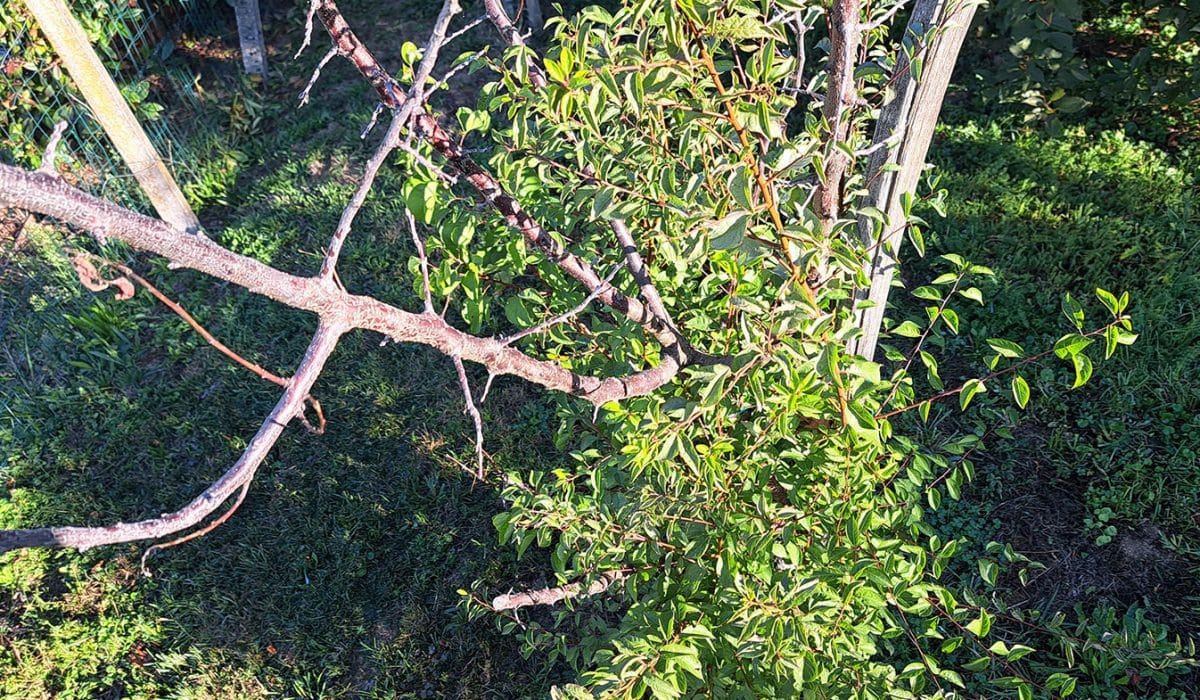 Posušeno drevo marelice in novi poganjki, Foto: Vse za moj dan