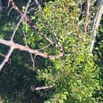 Posušeno drevo marelice in novi poganjki, Foto: Vse za moj dan