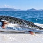 Riba napihovalka, Lagocephalus sceleratus