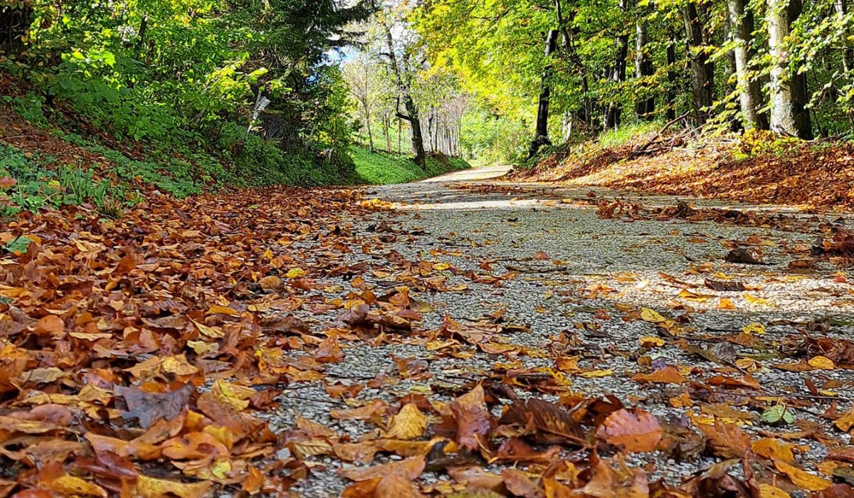 Jesen, Foto: arhiv Vse za moj dan