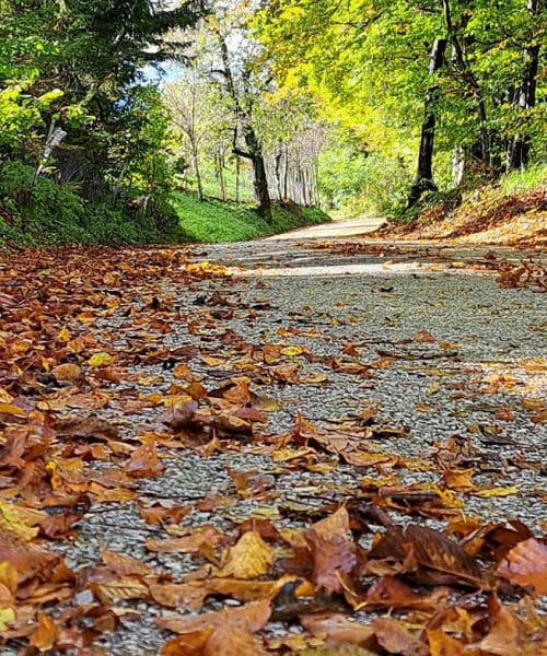 Zakaj se jesen ne začne 21. septembra, ampak 23. v mesecu?