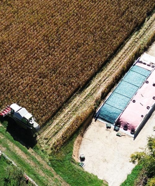 Koruze za silažo naj bi bilo za tretjino manj, kažejo uradni podatki