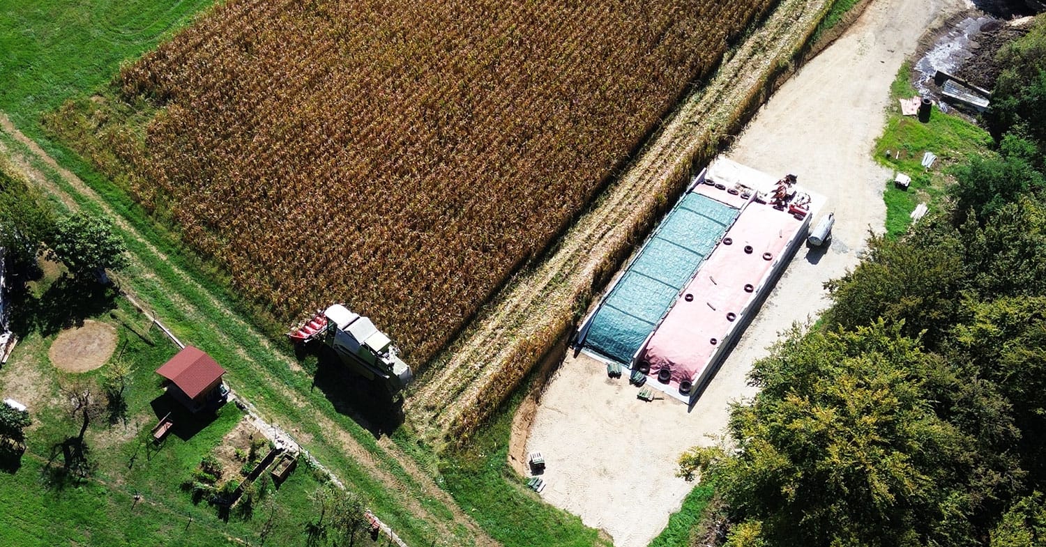 Koruze za silažo naj bi bilo za tretjino manj, kažejo uradni podatki