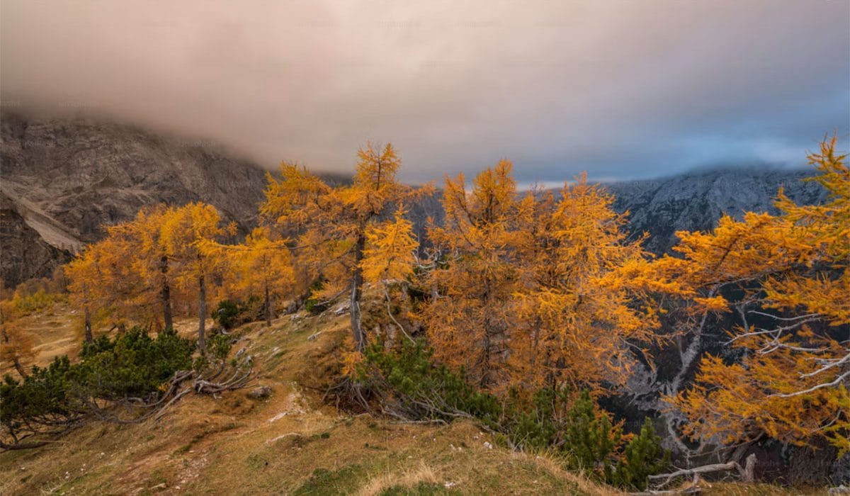 Zlati macesni, Foto: Aleš Krivec / Unsplash