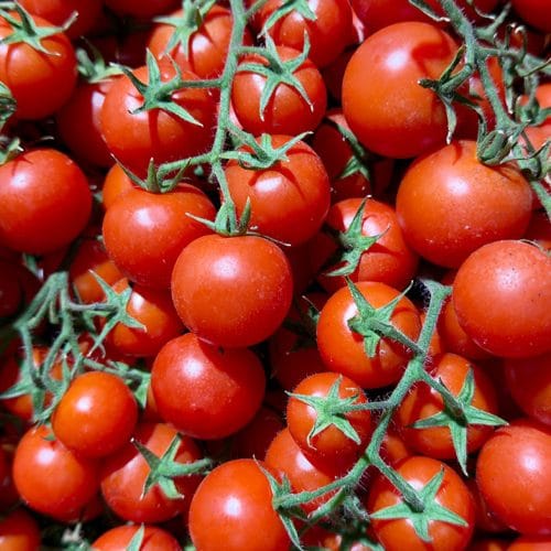 V slovenske gostinske lokale dobavili paradižnik s salmonelo