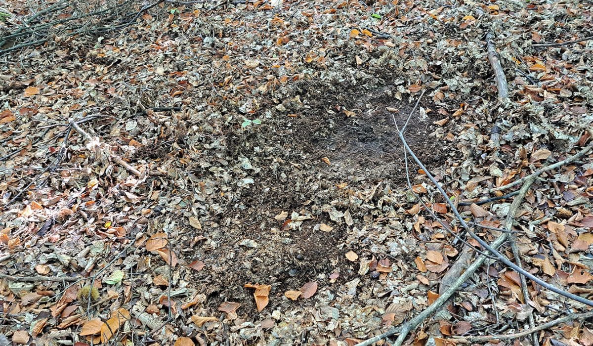 Sledi divjih prašičev po gozdu, Foto: Vse za moj dan