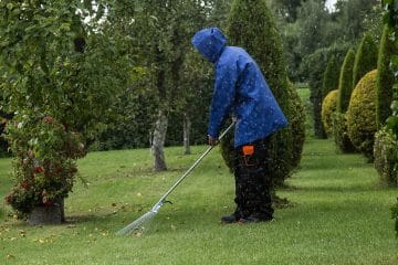 Ali je treba jeseni pograbiti vse odpadlo listje? Povsod ne velja isto pravilo