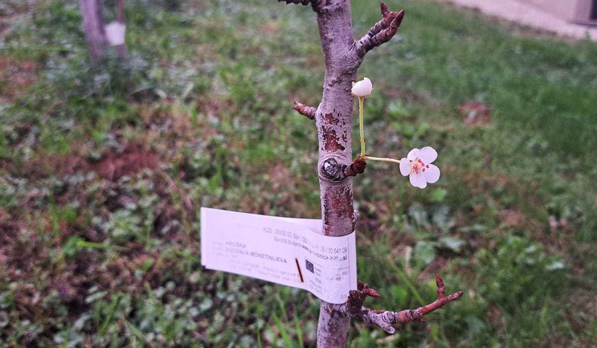 Hruška je zacvetela oktobra, Foto: Vse za moj dan