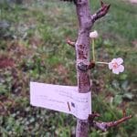 Hruška je zacvetela oktobra, Foto: Vse za moj dan