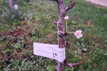 Hruška je zacvetela sredi oktobra – zakaj se to dogaja in kaj pomeni za drevo?