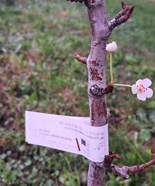 Hruška je zacvetela sredi oktobra – zakaj se to dogaja in kaj pomeni za drevo?