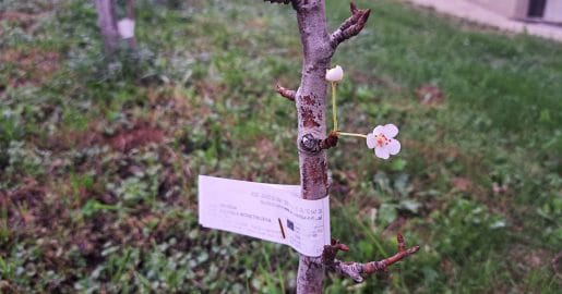 Hruška je zacvetela sredi oktobra – zakaj se to dogaja in kaj pomeni za drevo?