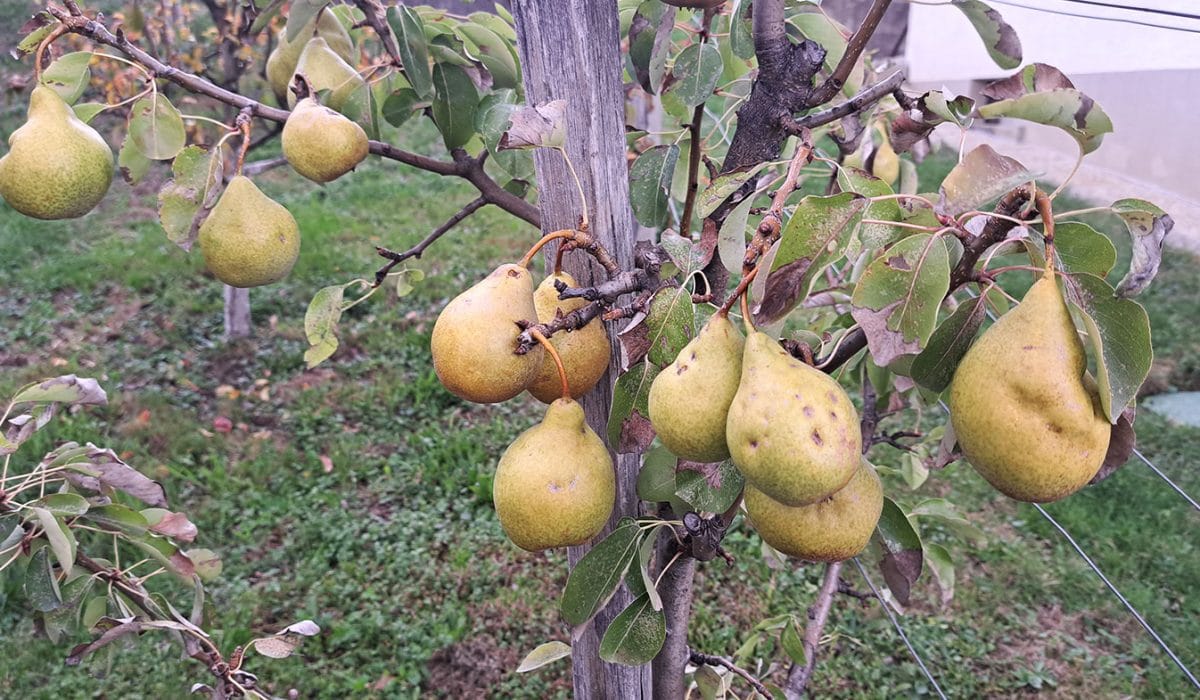 Hruške v oktobru, Foto: Vse za moj dan