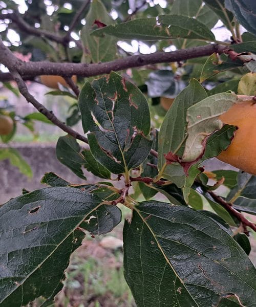 Kakiji so že oranžni, a še niso zreli – Kaj lahko naredimo, da bodo zdržali na drevesu?