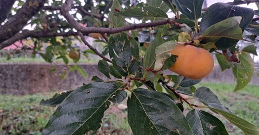 Kakiji so že oranžni, a še niso zreli – Kaj lahko naredimo, da bodo zdržali na drevesu?