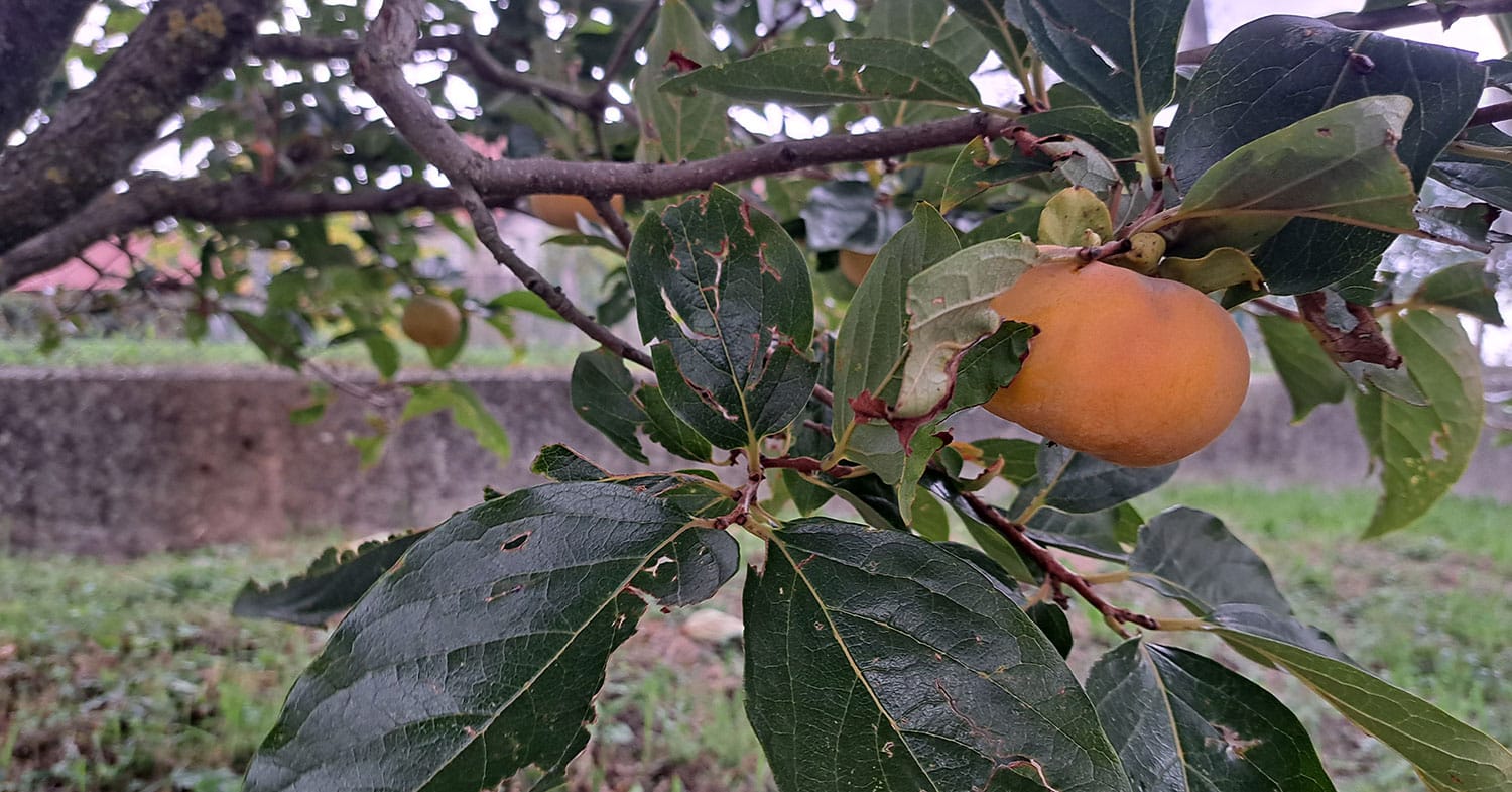 Kakiji so že oranžni, a še niso zreli – Kaj lahko naredimo, da bodo zdržali na drevesu?