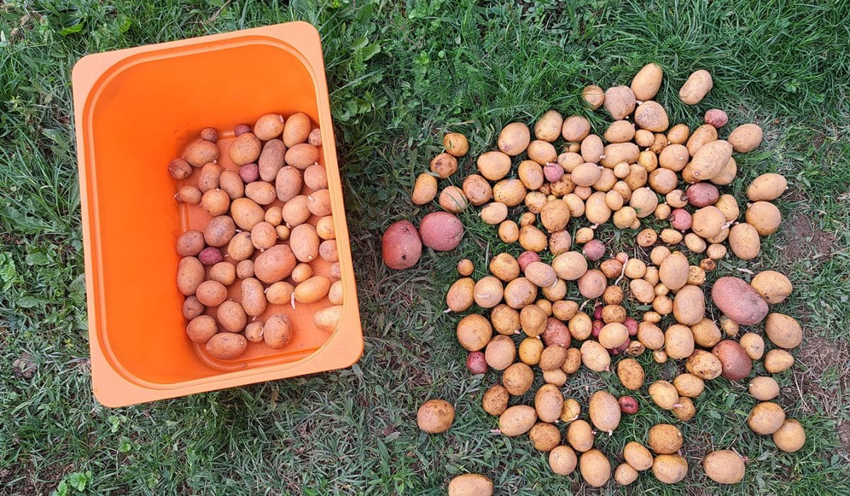 Kako shraniti pobran krompir, Foto: Vse za moj dan