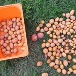 Kako shraniti pobran krompir, Foto: Vse za moj dan
