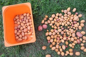 Kako shraniti domač krompir, da ne bo začel gniti? Pomemben je korak po pobiranju