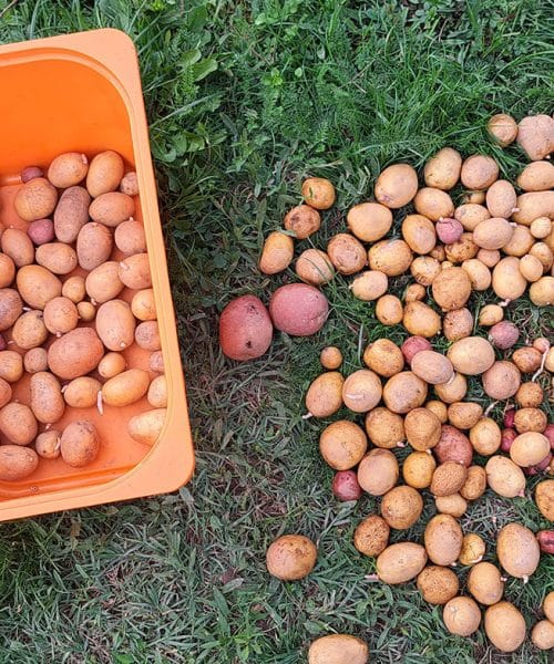 Kako shraniti domač krompir, da ne bo začel gniti? Pomemben je korak po pobiranju