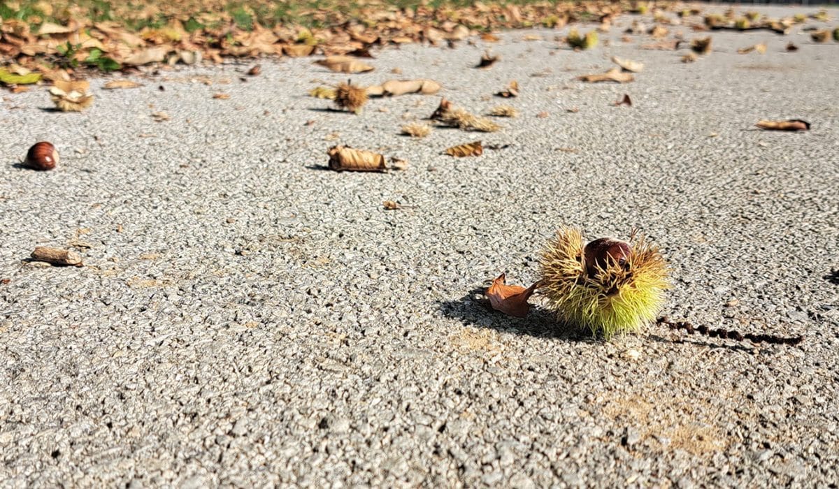 Kostanjeve ježice, Foto: Vse za moj dan