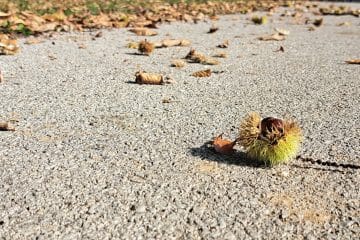 V torek bo veter z dreves stresel še preostali kostanj, izkoristite priložnost