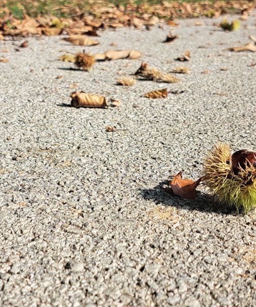 V torek bo veter z dreves stresel še preostali kostanj, izkoristite priložnost