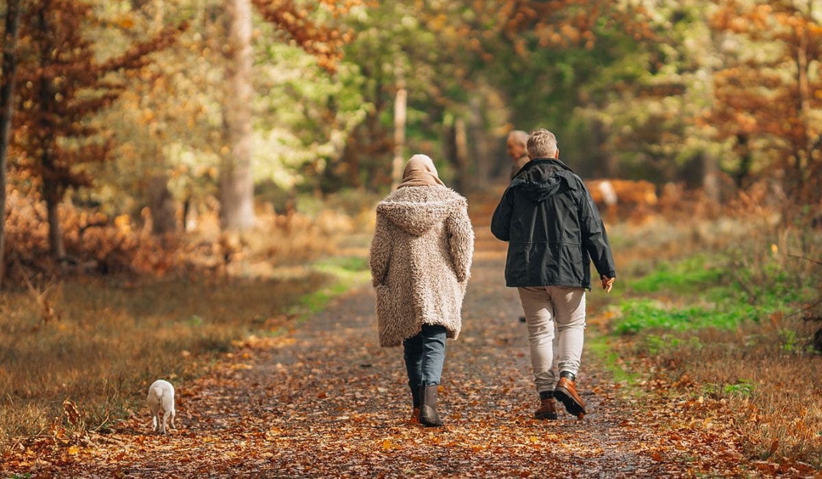 Mokro listje in jutranji mraz, Foto: Pexels